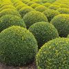 Buxus Sempervirun Rotundifolia - Hedge - Horticulture
