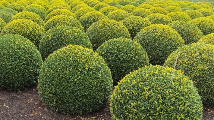 Buxus Semperviruns Rotundifolia - Product | Plantsbenefits