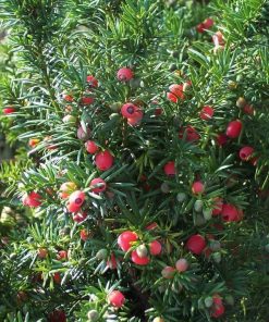 Taxus Media Hicksii - Conifer - hedge - plant - berries