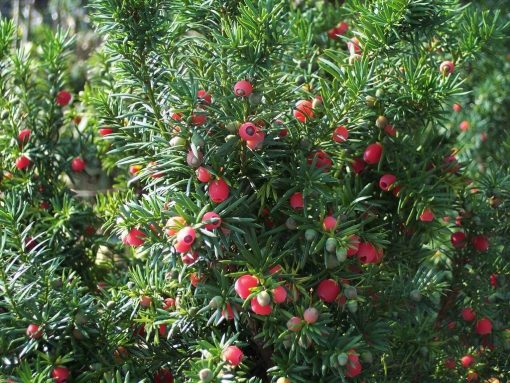 Taxus Media Hicksii - Conifer - hedge - plant - berries