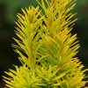 Taxus Baccata Summergold Conifer
