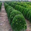 Buxus Sempervirens Suffruticosa - Hedge plant - Horticulture