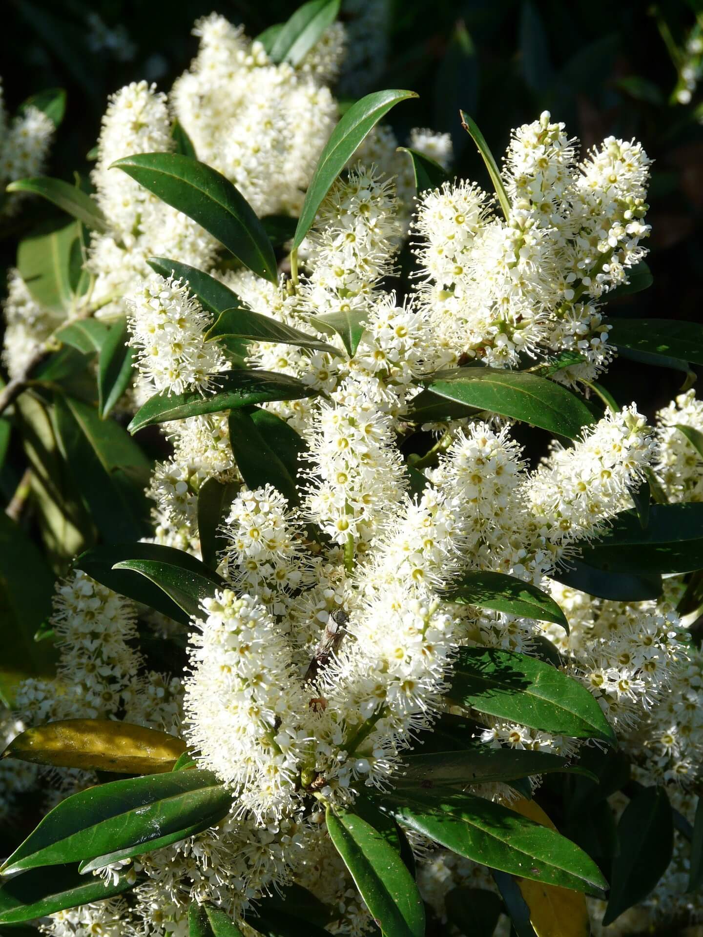 Prunus Laurocerasus Prunus Laurocerasus