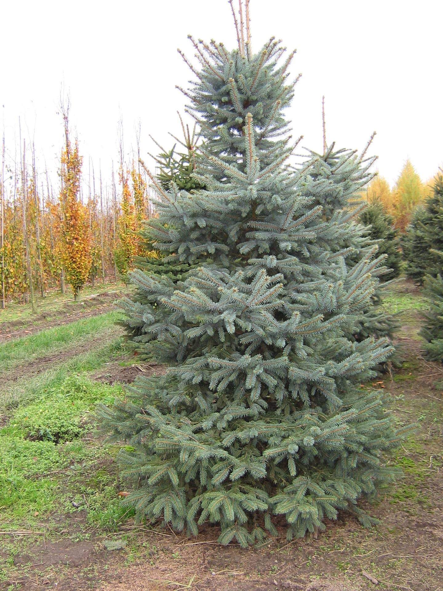 Indeholde Rede Databasen Picea Pungens Glauca | Christmastrees | Plantsbenefits