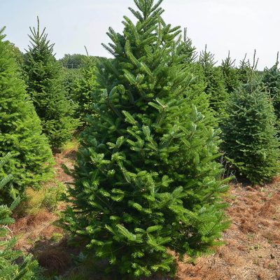 Abies fraseri | Christmastrees | Plantsbenefits