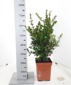 Buxus Semperviruns Rotundifolia