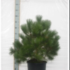 Pinus nigra
