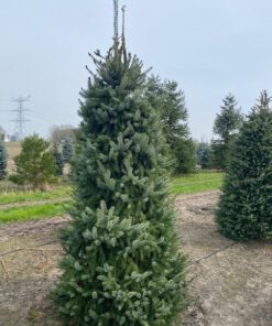Picea Omorika